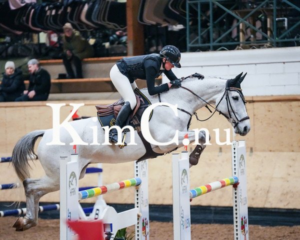 jumper I Am Gold Ev (Belgium Sporthorse, 2014, from Indian Gold van Castershoeve)