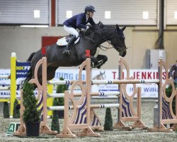 jumper Dominante Z (Zangersheide riding horse, 2017, from Dominator 2000 Z)