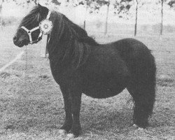 Zuchtstute Dunstall Delight (Shetland Pony, 1972, von Wells Imperial)