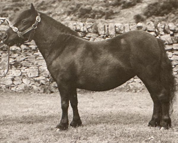 broodmare Primula of Marshwood (Shetland Pony, 1958, from Sprinter of Marshwood)