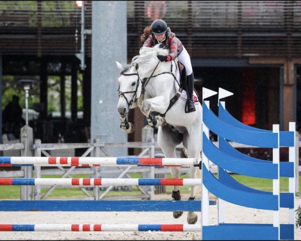 jumper Valentino (Oldenburg, 2016, from Vivant)