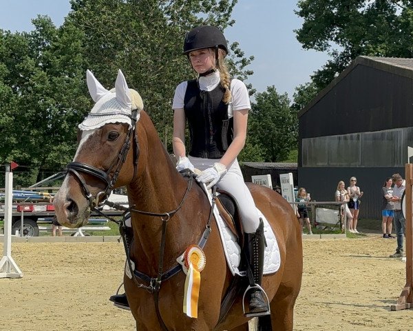 Springpferd Honneur 6 (Trakehner, 2004, von Insterburg TSF)