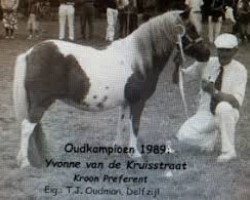 Zuchtstute Yvonne van de Kruisstraat (Shetland Pony, 1985, von Kismet van Bunswaard)