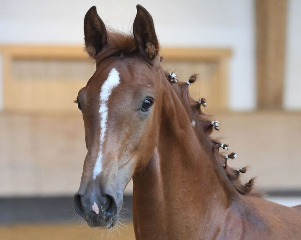 jumper Dytona (German Sport Horse, 2020, from Diago 22)