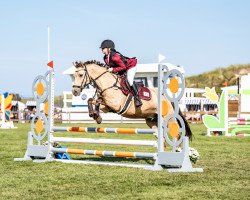 jumper Golden Sinclair (German Riding Pony, 2014, from Golden State 2)