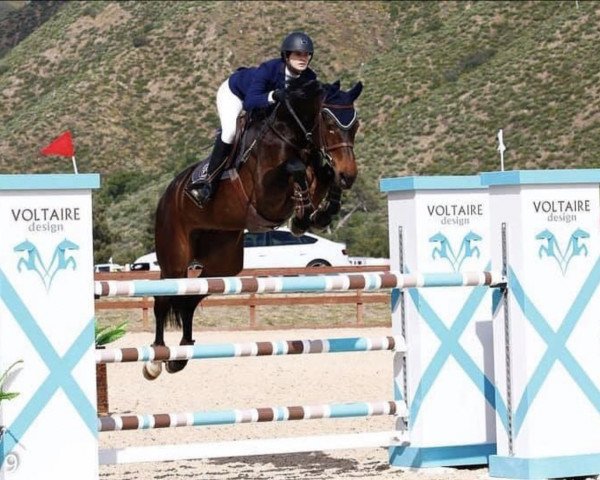 broodmare Cadour 2 (Oldenburg show jumper, 2009, from Cador 5)