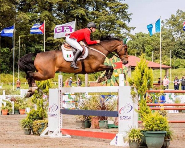 Springpferd Euro Blue (KWPN (Niederländisches Warmblut), 2009, von Zirocco Blue) Springpferd Euro Blue (KWPN (Niederländisches Warmblut), 2009, von Zirocco Blue)