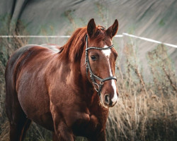 dressage horse Bruno Brentano (German Warmblood, 2010, from Brentano II)
