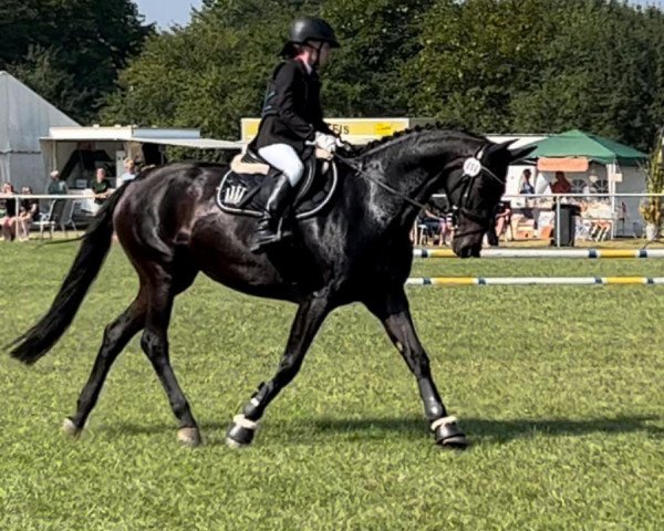 broodmare Quinni 7 (Mecklenburg, 2005, from Quando-Quando)