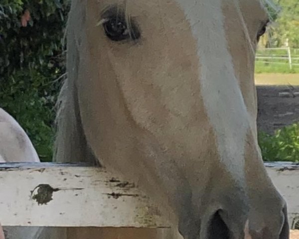Pferd Calise (Deutsches Reitpony, 2021, von Cassini)
