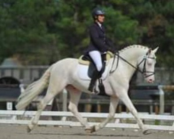 stallion Kefir de l'Etang (Connemara Pony, 1998, from Cocum Thunder Boy)