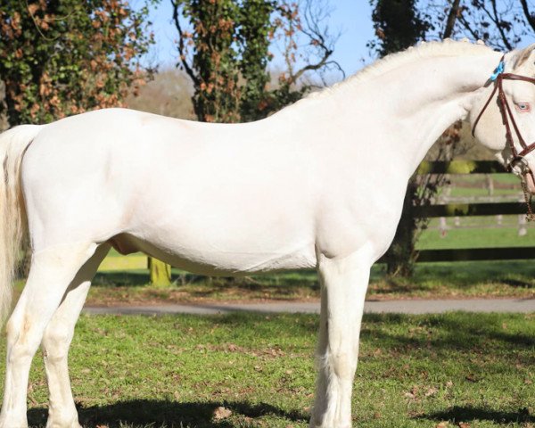 stallion Chivas de la Violette (French Pony, 2012, from Kefir de l'Etang) stallion Chivas de la Violette (French Pony, 2012, from Kefir de l'Etang)