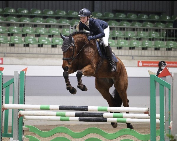 jumper Contino 86 (Hanoverian, 2015, from Cansendo)