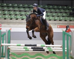 jumper Contino 86 (Hanoverian, 2015, from Cansendo)