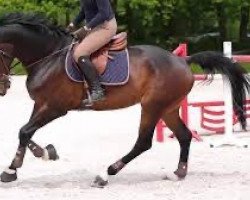 Jumper Ciarado du Moulin (Selle Français, 2012, from Diamant de Semilly)