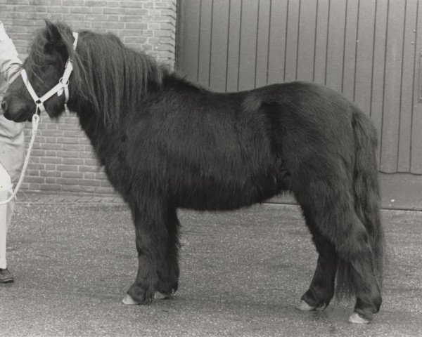 stallion Amice van de Amstelhof (Shetland Pony, 1986, from Rosson of Transy)