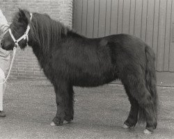 stallion Amice van de Amstelhof (Shetland Pony, 1986, from Rosson of Transy)