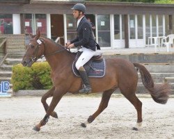 stallion Dixit du Mage (Selle Français, 2013, from Kannan)