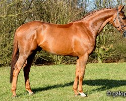 stallion Balpar de Trebox Z (Zangersheide riding horse, 2010, from Baloubet du Rouet)