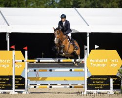 jumper Kimmel Scf (Belgian Warmblood, 2010, from Amaretto D'Arco)