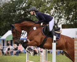 jumper Cornelius 62 (Holsteiner, 2014, from Capo)