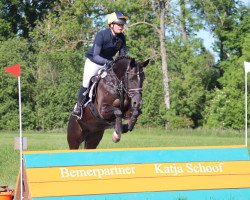 Zuchtstute Sunny's Abbygale (Deutsches Reitpony, 2012, von Gasparone)