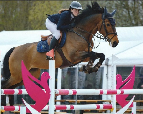 jumper My Touch van 't Santbosch (KWPN (Royal Dutch Sporthorse), 2017, from Finishing Touch Wareslage)
