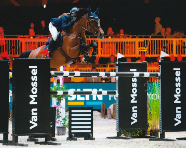 jumper Imoya Dice (KWPN (Royal Dutch Sporthorse), 2013, from Eldorado van de Zeshoek)