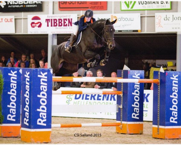 jumper Darville (KWPN (Royal Dutch Sporthorse), 2008, from Quasimodo Z)