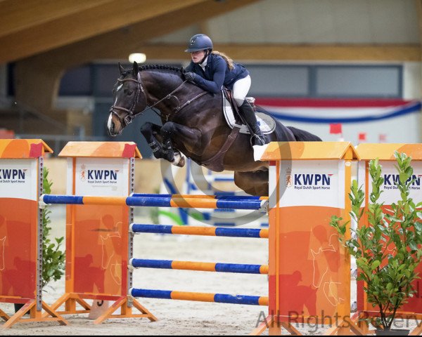 jumper Gorbatsjov OMHG (anglo european sporthorse, 2011, from Whitaker)