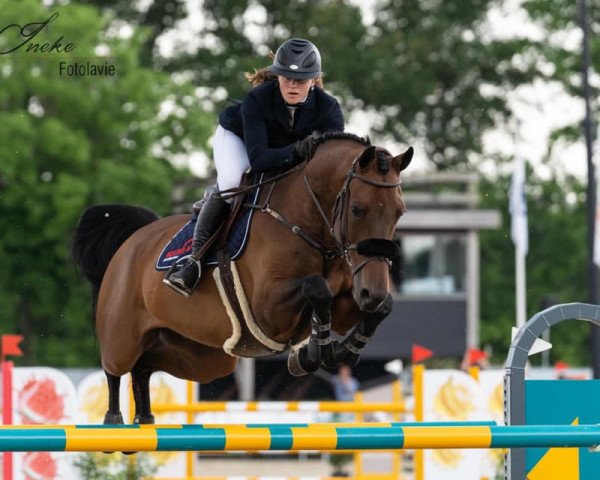jumper Fabrice (KWPN (Royal Dutch Sporthorse), 2010, from van Gogh)