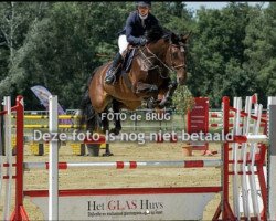 jumper Galandra (KWPN (Royal Dutch Sporthorse), 2011, from Eldorado van de Zeshoek)