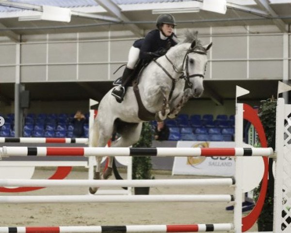 Zuchtstute Grasina vd Groote Kamps (KWPN (Niederländisches Warmblut), 2011, von Corland)