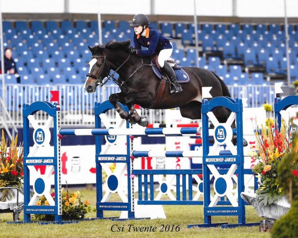 broodmare Elzgravin (KWPN (Royal Dutch Sporthorse), 2009, from Quasimodo Z)