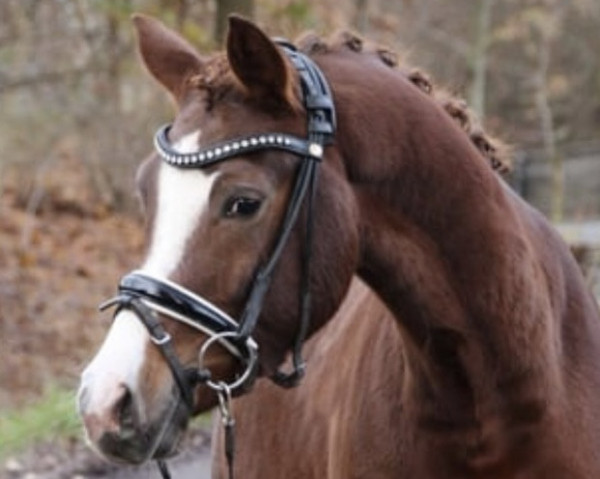jumper Daccordo (German Riding Pony, 2020, from D'Accord T 3)