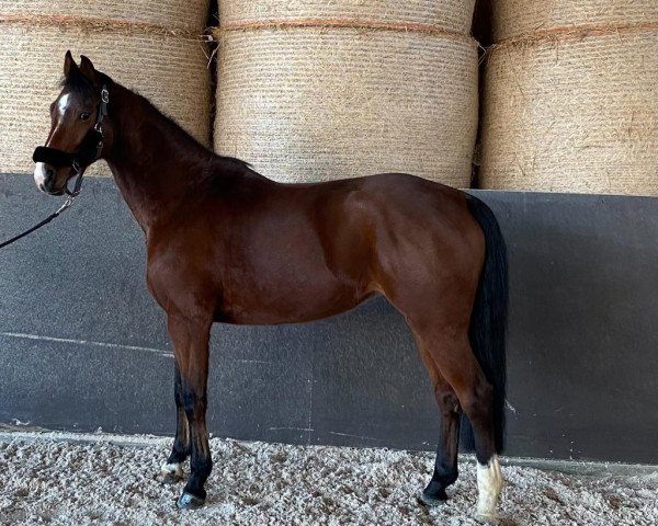 jumper Arielle 430 (anglo european sporthorse, 2017, from Casall Ask)