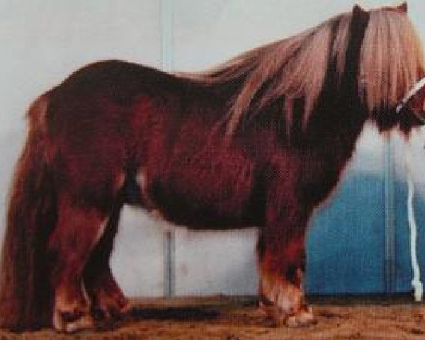 stallion Peer van de Raven (Shetland pony (under 87 cm), 2000, from Lector van de Nijkamphoeve)