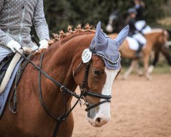 dressage horse Herzgl_ck 2 (German Riding Pony, 2018, from Herzkönig NRW)