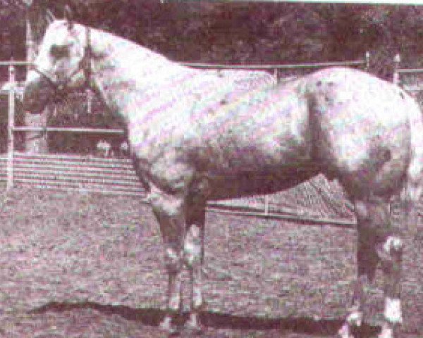 Deckhengst Silver Son (Quarter Horse, 1960, von Senator)
