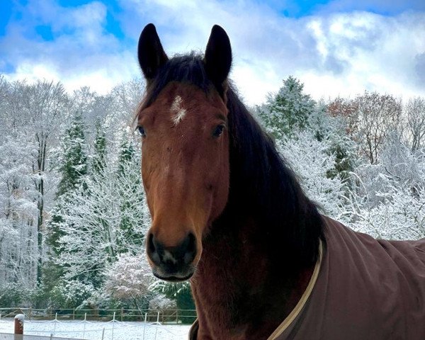 horse By Bellini (Westphalian, 2019, from Balous Bellini)