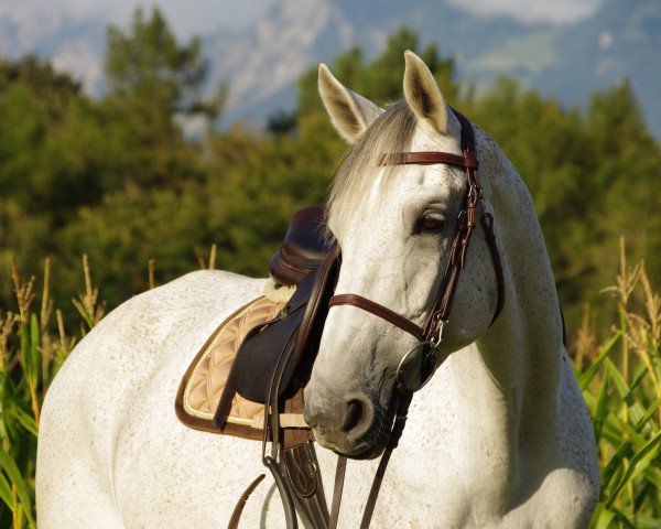 jumper Charlie du Breuil (Holsteiner, 2011, from Corland) jumper Charlie du Breuil (Holsteiner, 2011, from Corland)