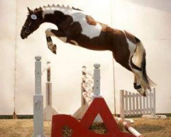 jumper Whats Up (Austrian Warmblood, 2009, from Wizard)
