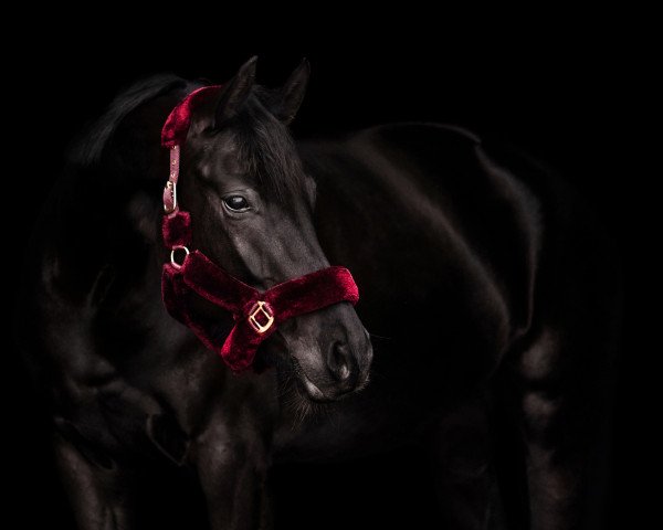 broodmare Malèna Mia Rosa (Oldenburg, 2016, from Morricone) broodmare Malèna Mia Rosa (Oldenburg, 2016, from Morricone)