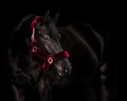 broodmare Malèna Mia Rosa (Oldenburg, 2016, from Morricone)