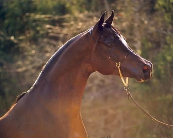 stallion The Minstril 1984 EAO (Arabian purebred, 1984, from Ruminaja Ali 1976 ox)