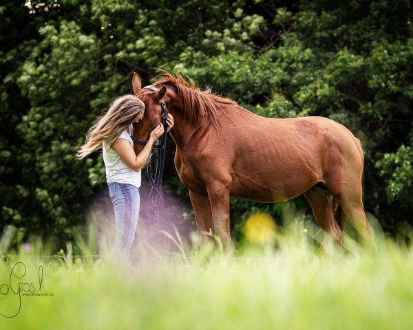 horse Il Timido (Trakehner, 2021, from Syriano)
