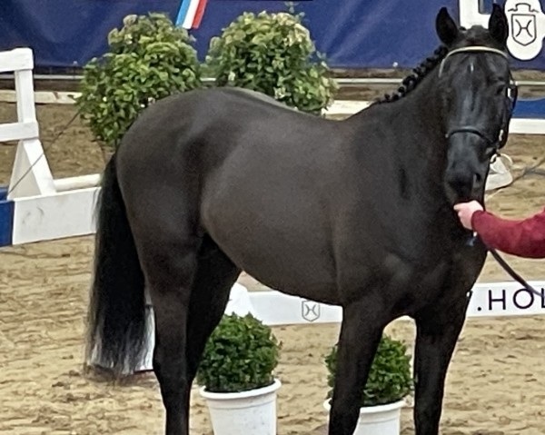 horse Big Bueno MB (Holsteiner, 2020, from Big Star)