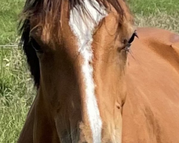 broodmare Nira MB (Holsteiner, 2020, from Cascadello)