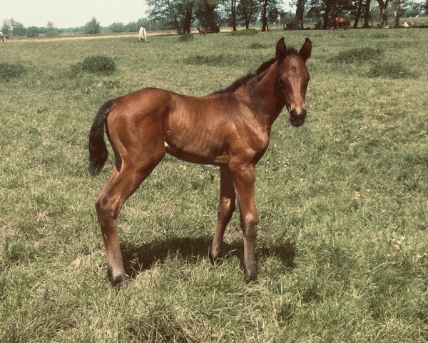 broodmare Ohana MB (Holsteiner, 2021, from For Romance I)