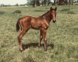 broodmare Ohana MB (Holsteiner, 2021, from For Romance I)